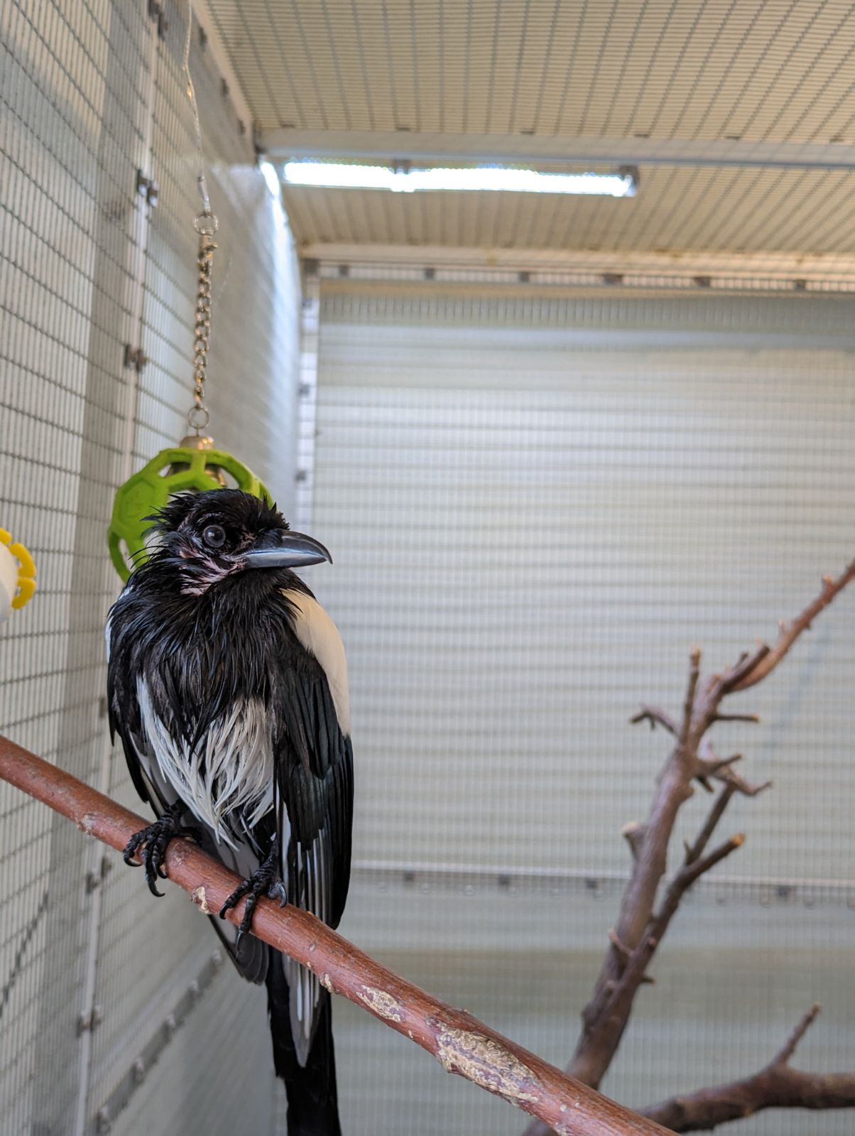 Pica after bath Black-billed magpie Pica