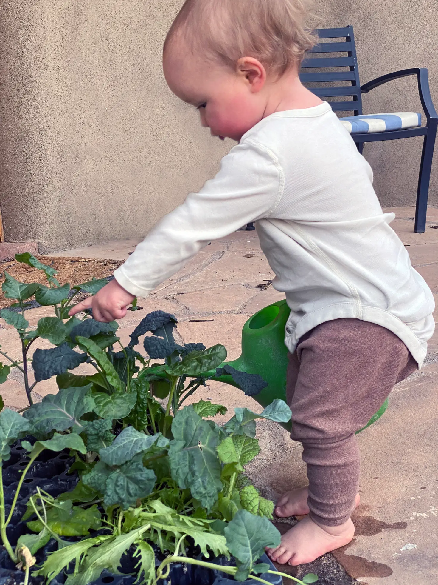 Watering young plants.